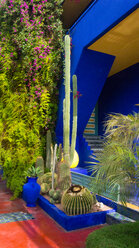 Kakteen und Bougainvillea-Pflanzen am leuchtend blauen Eingang - CUF48803