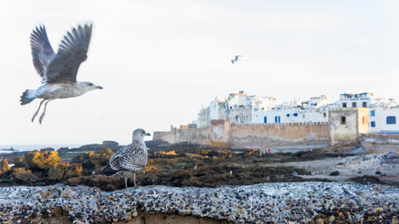 Gulls in flight, Essaouira, Morocco - CUF48807