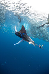 Gestreifter Marlin auf der Jagd nach Makrelen und Sardinen, von Tauchern fotografiert - CUF49172