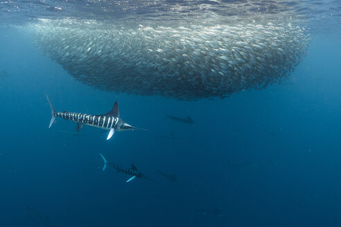 Striped marlin hunting mackerel and sardines - CUF49173