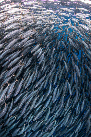 Fisch im Köderball im Meer, lizenzfreies Stockfoto