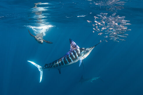 Gestreifter Marlin auf der Jagd nach Makrelen und Sardinen, begleitet von Seelöwen - CUF49175
