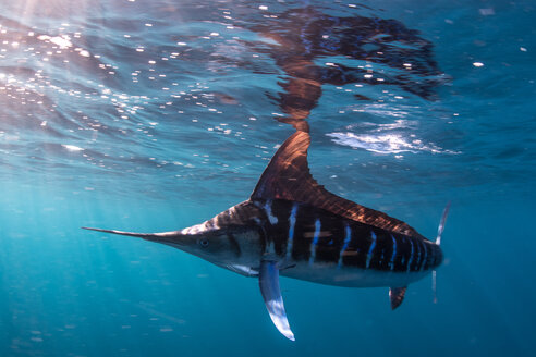 Gestreifter Marlin jagt Makrelen und Sardinen - CUF49176