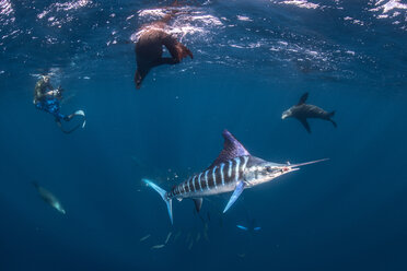 Gestreifter Marlin auf der Jagd nach Makrelen und Sardinen, begleitet von Seelöwen, fotografiert von einem Taucher - CUF49178