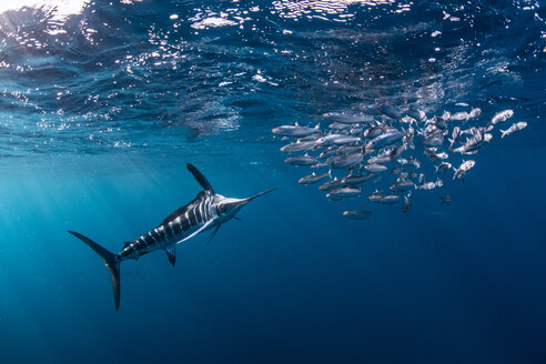 Gestreifter Marlin jagt Makrelen und Sardinen - CUF49179