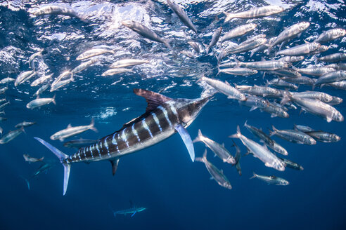 Gestreifter Marlin jagt Makrelen und Sardinen - CUF49180
