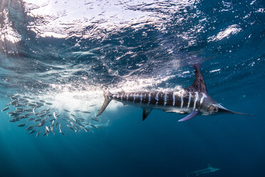Gestreifter Marlin jagt Makrelen und Sardinen - CUF49181