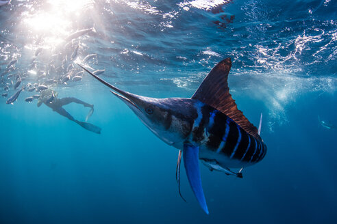 Gestreifter Marlin auf der Jagd nach Makrelen und Sardinen, fotografiert von einem Taucher - CUF49182