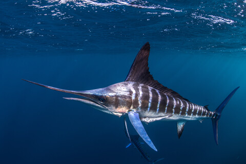 Striped marlin hunting mackerel and sardines stock photo