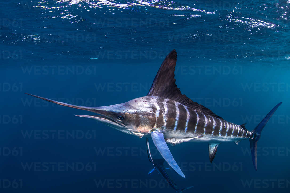 Hunting with striped marlin in Baja California - DIVE Magazine