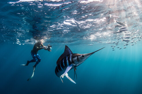 Gestreifter Marlin auf der Jagd nach Makrelen und Sardinen, fotografiert von einem Taucher - CUF49184