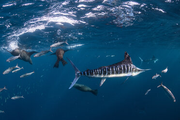 Gestreifter Marlin auf der Jagd nach Makrelen und Sardinen, begleitet von Seelöwen - CUF49185