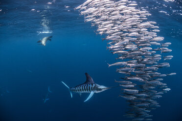 Gestreifter Marlin auf der Jagd nach Makrelen und Sardinen, begleitet von Seelöwen - CUF49186