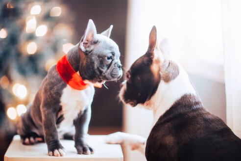 Boston Terrier und Französische Bulldogge mit roter Weihnachtsschleife, die Blickkontakt vermeiden - ISF20597