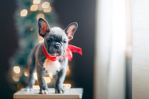 Junge Französische Bulldogge mit roter Schleife zu Weihnachten - ISF20598
