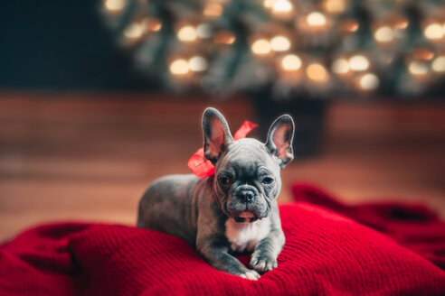 Junge Französische Bulldogge auf Kissen mit roter Schleife zu Weihnachten - ISF20600