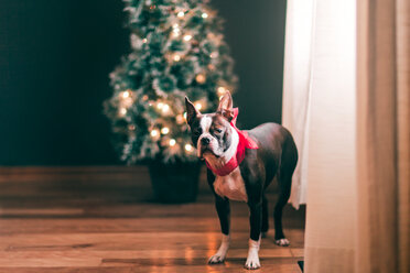 Boston Terrier mit roter Schleife, Weihnachtsbaum im Hintergrund - ISF20609