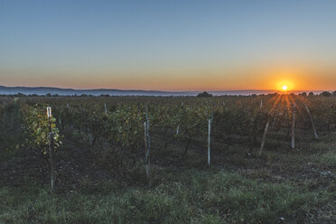 Georgien, Kachetien, Weinberg bei Sonnenuntergang - KEBF01142