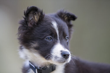 Porträt eines Border Collie Welpen - MJOF01669