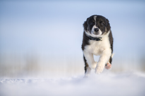 Border Collie Welpe läuft auf Schnee, lizenzfreies Stockfoto