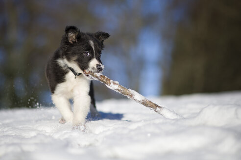 Border Collie Welpe spielt mit Holzstab im Schnee - MJOF01671