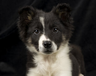 Porträt eines Border Collie Welpen vor schwarzem Hintergrund - MJOF01673