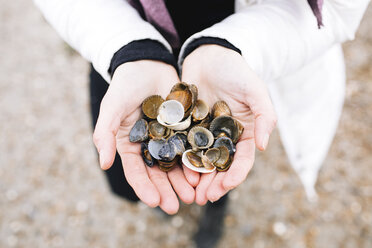 Woman's hands holding collected shells, close-up - KMKF00755