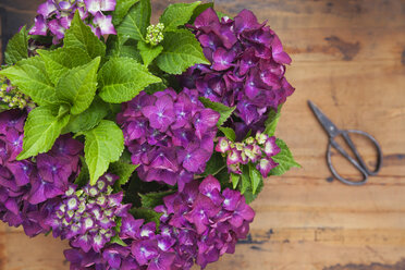 Bouquet of purple hydrangeas - GWF05868