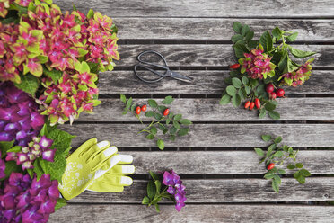 Hydrangeas and rosehips, gardening gloves and scissors on garden table - GWF05869
