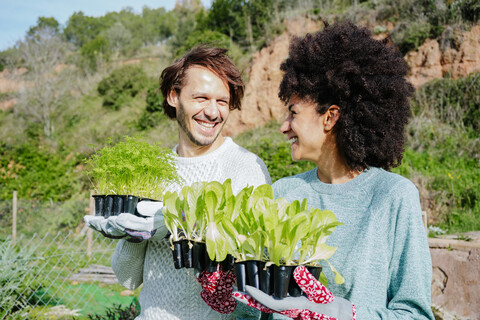 Ein glückliches Paar trägt Salatsetzlinge in seinen Gemüsegarten, lizenzfreies Stockfoto