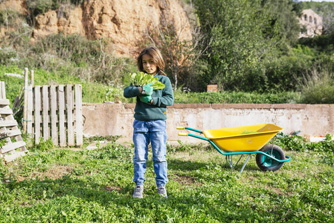 Junge hält Salatsetzlinge in einem Gemüsegarten, lizenzfreies Stockfoto