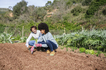 Couple planting lettuce seedlings in vegetable garden - GEMF02734