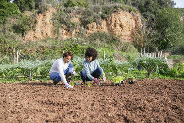 Couple planting lettuce seedlings in vegetable garden - GEMF02735