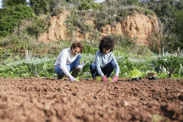 Couple planting lettuce seedlings in vegetable garden - GEMF02736