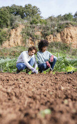 Couple planting lettuce seedlings in vegetable garden - GEMF02737
