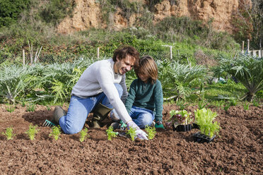 Father and son planting lettuce seedlings in vegetable garden - GEMF02742