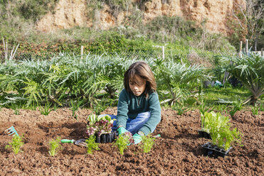 Boy planting lettuce seedlings in vegetable garden - GEMF02744