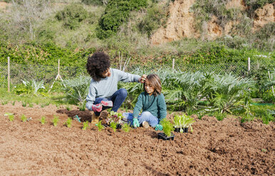 Mutter und Sohn pflanzen Salatsetzlinge im Gemüsegarten - GEMF02746