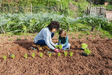 Mutter und Sohn pflanzen Salatsetzlinge im Gemüsegarten - GEMF02748