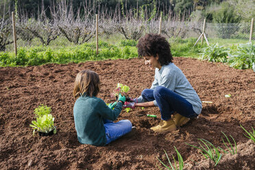 Mutter und Sohn pflanzen Salatsetzlinge im Gemüsegarten - GEMF02750