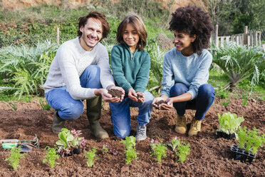 Family planting lettuce seedlings in vegetable garden, showing hands, full of soil - GEMF02756