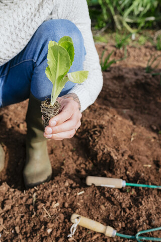 Mann pflanzt Salatsetzlinge im Gemüsegarten, lizenzfreies Stockfoto