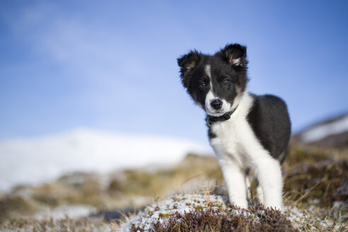 Schottland, Genshee, Porträt eines Border Collie Welpen - MJOF01674