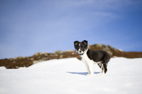 Schottland, Genshee, Border Collie Welpe im Schnee, lizenzfreies Stockfoto