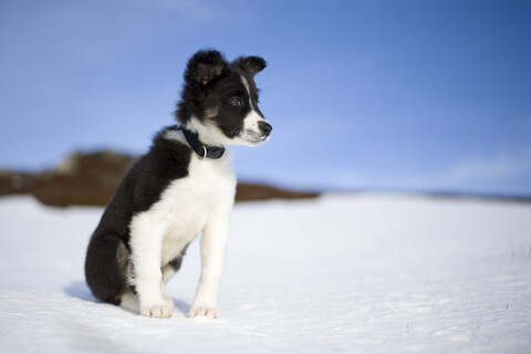 Schottland, Genshee, Porträt eines Border Collie Welpen im Schnee, lizenzfreies Stockfoto