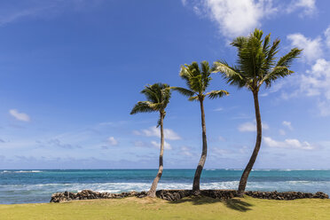 USA, Hawaii, Oahu, Hauula, Palmen am Strand - FOF10346