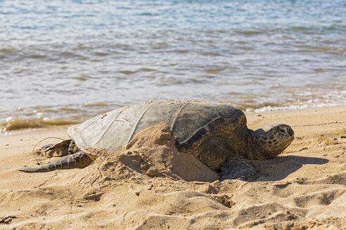 USA, Hawaii, Laniakea Beach, Grüne Meeresschildkröte, Chelonia mydas - FOF10349