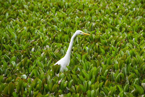 USA, Louisiana, Silberreiher, Ardea alba, lizenzfreies Stockfoto