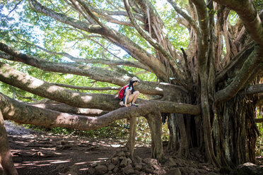 Frau erkundet gigantischen Baum, Waipipi Trail, Maui, Hawaii - ISF20671