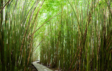 Dense bamboo forest shading walkway, Waipipi Trail, Maui, Hawaii - ISF20673